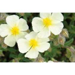 HELIANTHEMUM 'The Bride' FF...