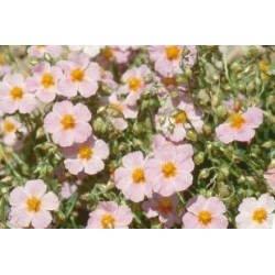 HELIANTHEMUM 'Wisley Pink'...