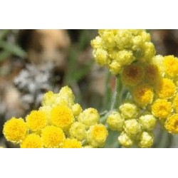 HELICHRYSUM italicum...