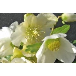HELLEBORUS niger FF C0.65L