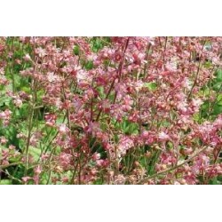 HEUCHERA 'Strawberry Swirl'...