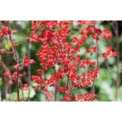 HEUCHERA brizoides 'Pluie...