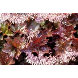 HEUCHERA micrantha FF C0.65L