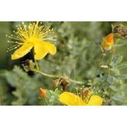 HYPERICUM olympicum FF C0.65L
