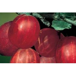 IBERIS Absolutely Amethyst®...