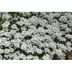 IBERIS sempervirens FF C0.65L