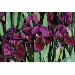 IRIS pumila 'Cherry Garden'...