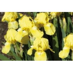 IRIS pumila FF C0.65L