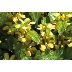 LAMIUM galeobdolon FF C0.65L