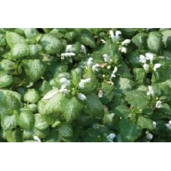 LAMIUM maculatum 'White...