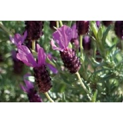 LAVANDULA stoechas FF C0.65L