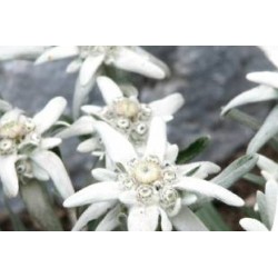 LEONTOPODIUM alpinum FF C0.65L