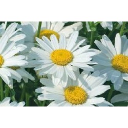 LEUCANTHEMUM superbum...