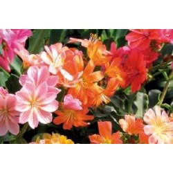LEWISIA cotyledon FF C0.65L