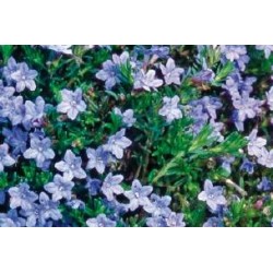 LITHODORA diffusa FF C0.65L