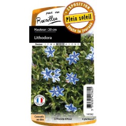 LITHODORA diffusa FF C0.65L
