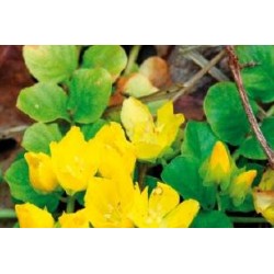 LYSIMACHIA nummularia FF...