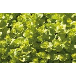LYSIMACHIA nummularia...