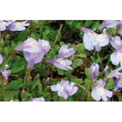 MAZUS reptans FF C0.65L