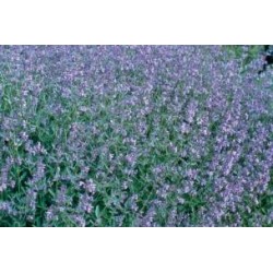 NEPETA racemosa FF C0.65L