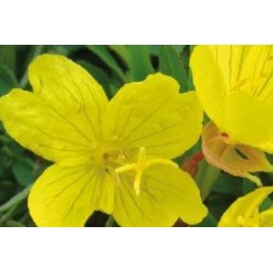OENOTHERA fruticosa...