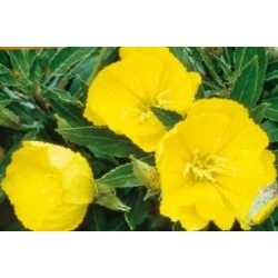 OENOTHERA missouriensis FF...