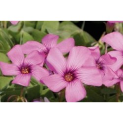 OXALIS articulata FF C0.65L