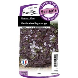 OXALIS feuillage pourpre FF...