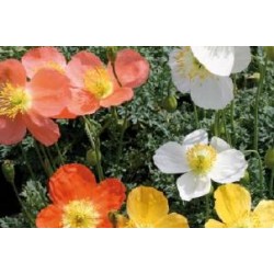 PAPAVER alpinum FF C0.65L