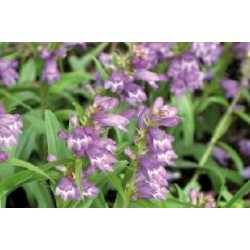 PENSTEMON heterophyllus...