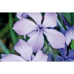 PHLOX subulata assorti C0.65L