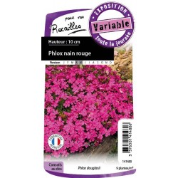 PHLOX douglasii 'Red...