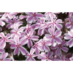 PHLOX subulata 'Candy...