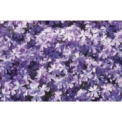 PHLOX subulata 'Oakington...