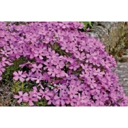 PHLOX subulata 'Purple...