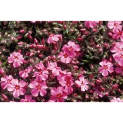 PHLOX subulata...