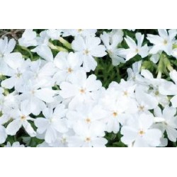 PHLOX subulata 'White...