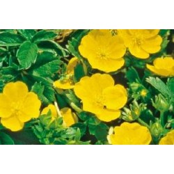 POTENTILLA FF C0.65L