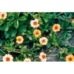 POTENTILLA tonguei FF C0.65L