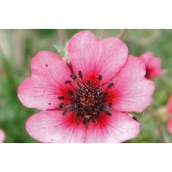 POTENTILLA nepalensis 'Miss...