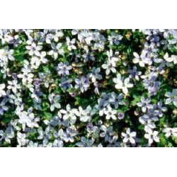 PRATIA pedunculata FF C0.65L