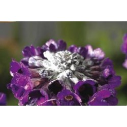 PRIMULA capitata FF C0.65L