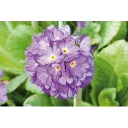 PRIMULA denticulata FF C0.65L
