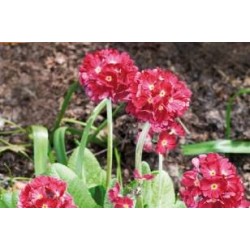 PRIMULA denticulata 'Rubin'...
