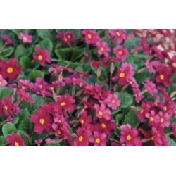 PRIMULA 'Wanda' FF C0.65L