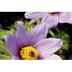 PULSATILLA vulgaris FF C0.65L