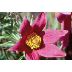 PULSATILLA vulgaris 'Rode...