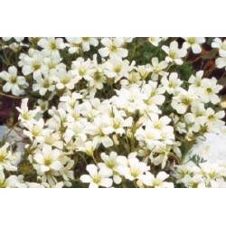 SAXIFRAGA arendsii FF C0.65L