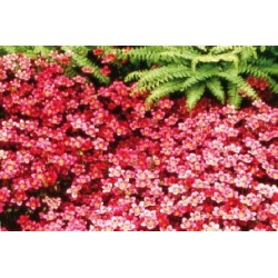 SAXIFRAGA arendsii FF C0.65L