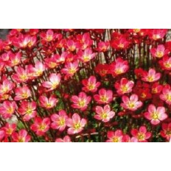 SAXIFRAGA arendsii FF C0.65L